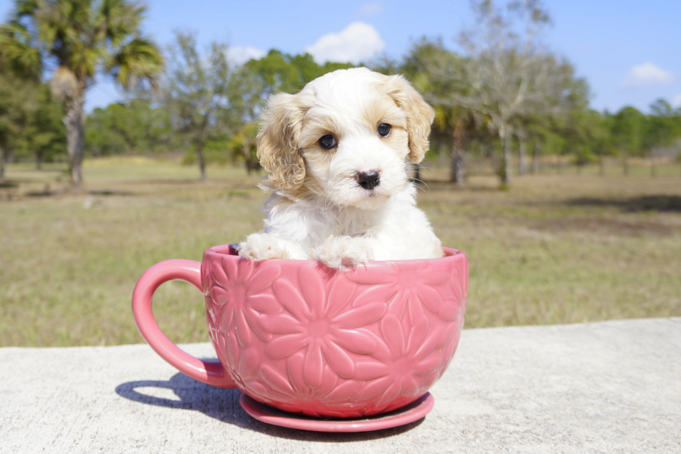 Meet Abel - our Cavachon Puppy Photo 1/4 - Florida Fur Babies
