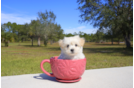 Meet North - our Maltipoo Puppy Photo 1/4 - Florida Fur Babies
