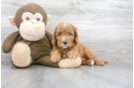 Meet George - our Mini Goldendoodle Puppy Photo 1/3 - Florida Fur Babies