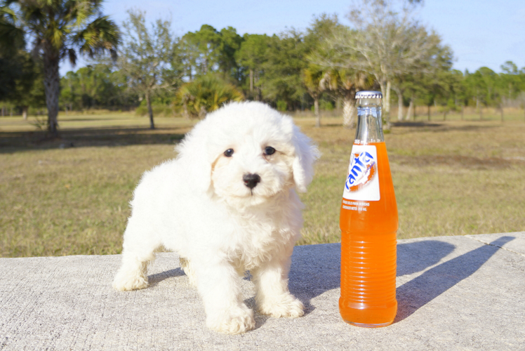 Meet Authur - our Maltipoo Puppy Photo 1/3 - Florida Fur Babies