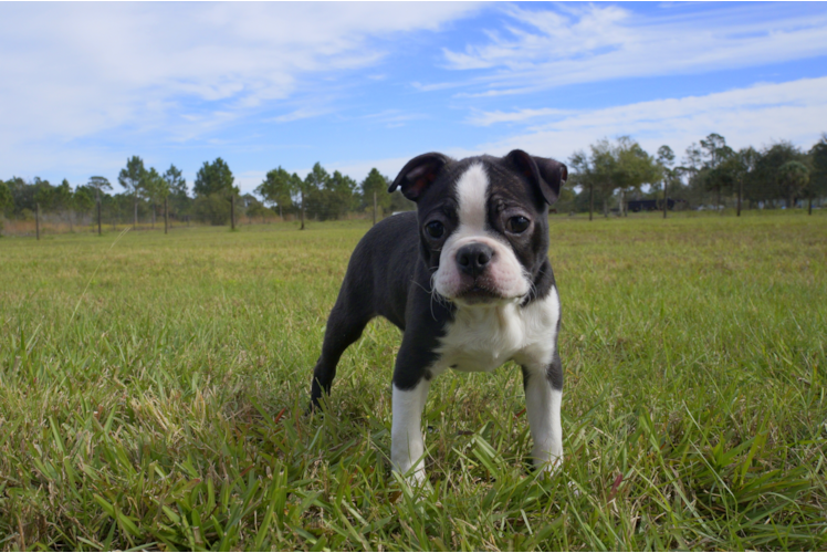 Meet Softy - our Boston Terrier Puppy Photo 1/4 - Florida Fur Babies