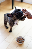 Cute Frenchie Purebred Pup