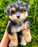 Cute Yorkie Designer Pup