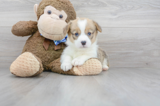 16 week old Pembroke Welsh Corgi Puppy For Sale - Florida Fur Babies