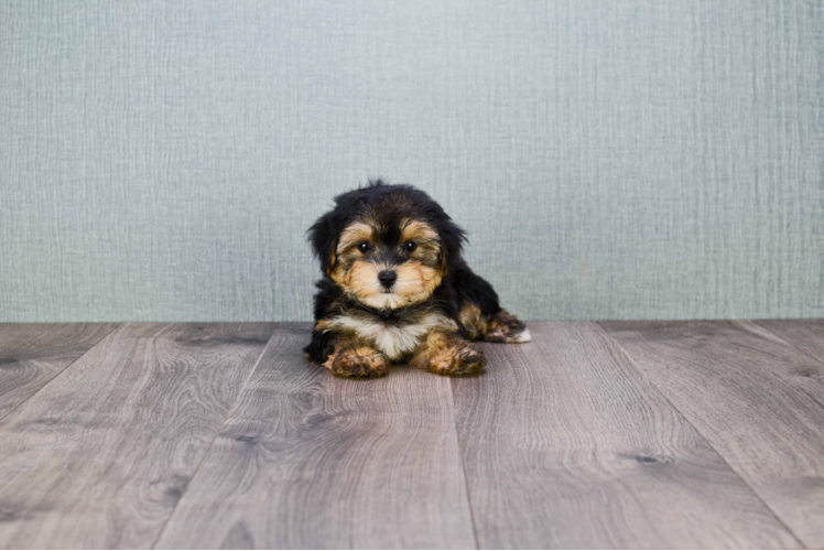 Meet Aubrey - our Morkie Puppy Photo 1/4 - Florida Fur Babies