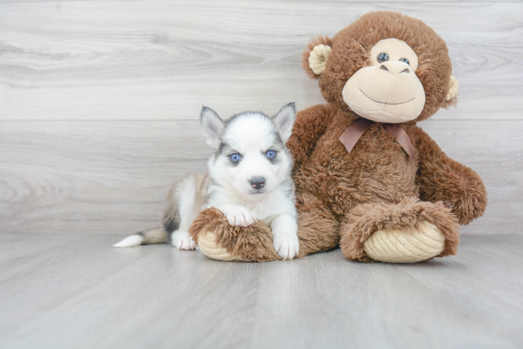 Meet Smith - our Pomsky Puppy Photo 1/3 - Florida Fur Babies