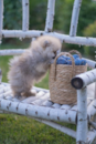 Pomeranian Being Cute
