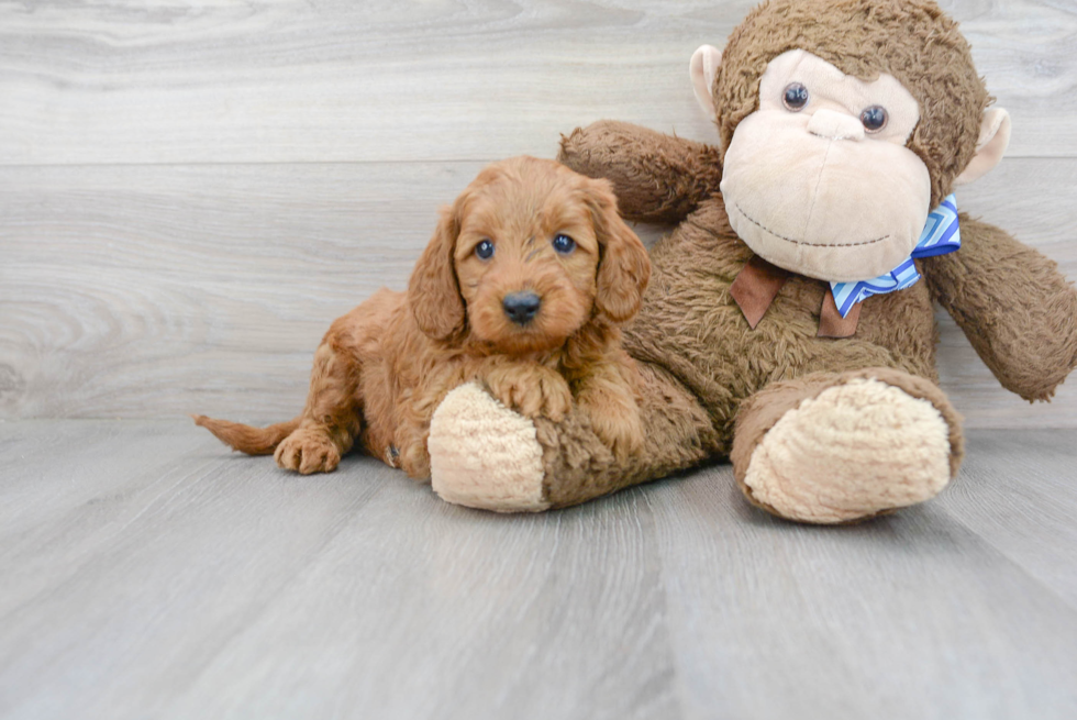 Meet Gus - our Mini Goldendoodle Puppy Photo 2/3 - Florida Fur Babies