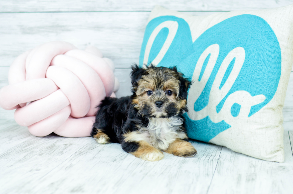 Meet  Clare - our Morkie Puppy Photo 1/5 - Florida Fur Babies