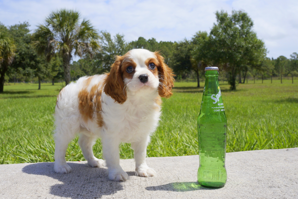 Meet Melvin - our Cavalier King Charles Spaniel Puppy Photo 2/3 - Florida Fur Babies