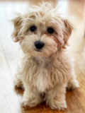 Cute Maltipoo Poodle Mix Pup Cute Maltipoo Poodle Mix Pup