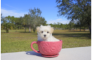 Meet North - our Maltipoo Puppy Photo 3/4 - Florida Fur Babies