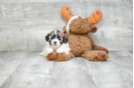 Meet  Candy - our Teddy Bear Puppy Photo 3/5 - Florida Fur Babies