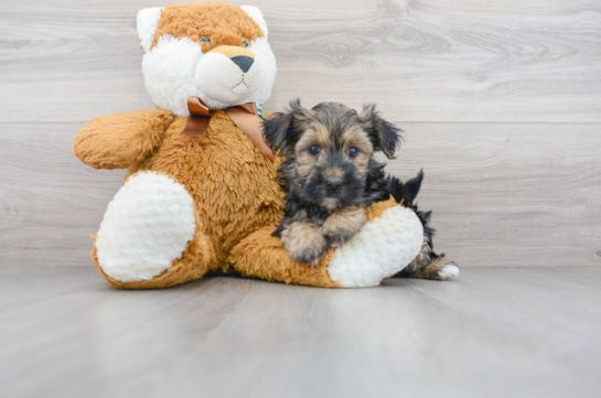 12 week old Morkie Puppy For Sale - Florida Fur Babies