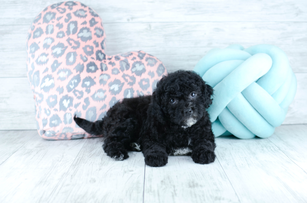 Meet  Cookie - our Cavapoo Puppy Photo 2/4 - Florida Fur Babies