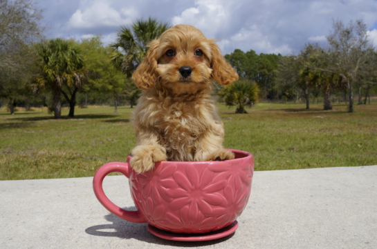 344 week old Cavapoo Puppy For Sale - Florida Fur Babies