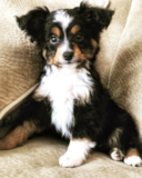 Cute Miniature Austrailian Shepherd Purebred Pup Cute Miniature Austrailian Shepherd Purebred Pup