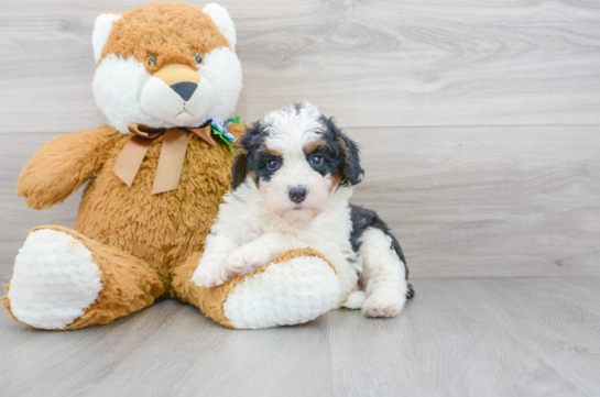 13 week old Mini Bernedoodle Puppy For Sale - Florida Fur Babies