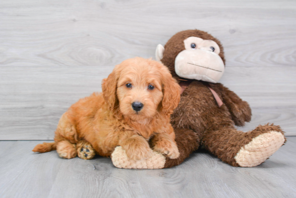 Meet Rusty - our Mini Goldendoodle Puppy Photo 1/2 - Florida Fur Babies