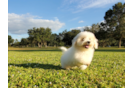 Meet Denise - our Poochon Puppy Photo 6/6 - Florida Fur Babies