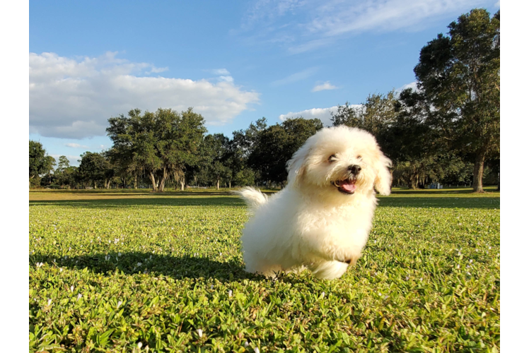 Meet Denise - our Poochon Puppy Photo 6/6 - Florida Fur Babies