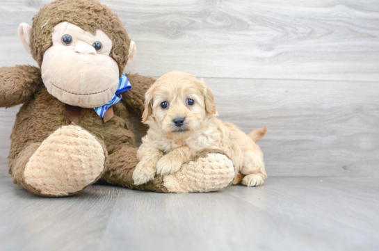 15 week old Mini Goldendoodle Puppy For Sale - Florida Fur Babies