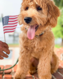 Cute Mini Goldendoodle Poodle Mix Pup