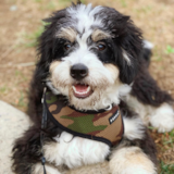 Cute Mini Bernedoodle Pup