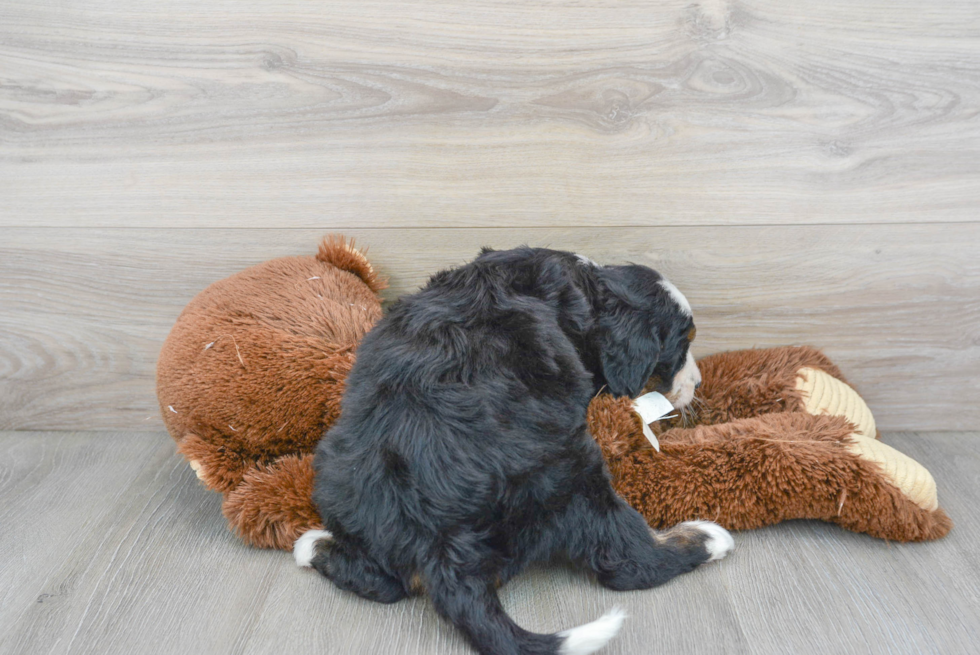 Meet Jeffy - our Mini Bernedoodle Puppy Photo 3/3 - Florida Fur Babies