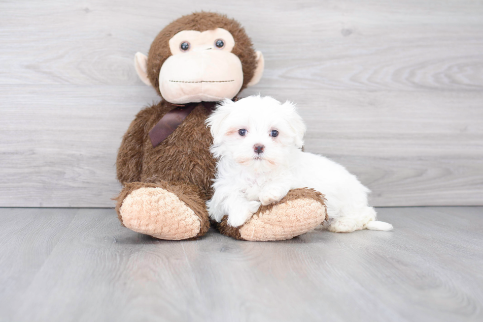 Meet Max - our Maltese Puppy Photo 2/3 - Florida Fur Babies