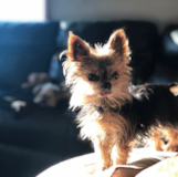 Cute Yorkie Purebred Pup