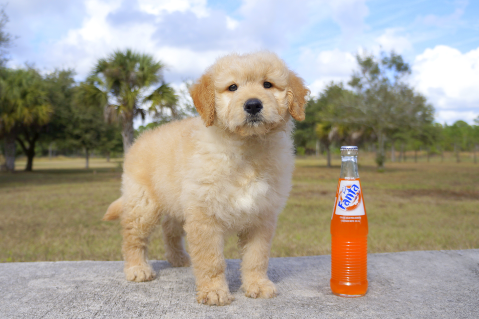 Meet Noel - our Mini Goldendoodle Puppy Photo 2/2 - Florida Fur Babies