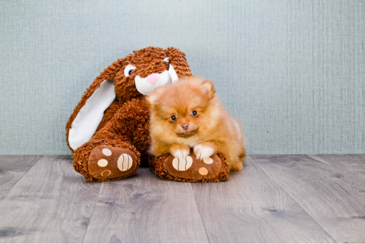 Meet Prada - our Pomeranian Puppy Photo 2/4 - Florida Fur Babies
