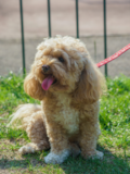 Cavapoo Being Cute