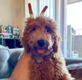 Cute Mini Goldendoodle Pup