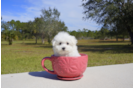 Meet  Merry - our Maltese Puppy Photo 3/4 - Florida Fur Babies