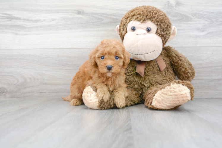 Meet Rusty - our Mini Goldendoodle Puppy Photo 2/3 - Florida Fur Babies