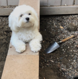 Cute Maltese Purebred Pup Cute Maltese Purebred Pup