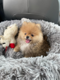 Cute Pomeranian Pup Cute Pomeranian Pup