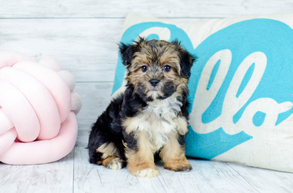 Meet  Clare - our Morkie Puppy Photo 2/5 - Florida Fur Babies