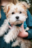 Cute Morkie Designer Pup