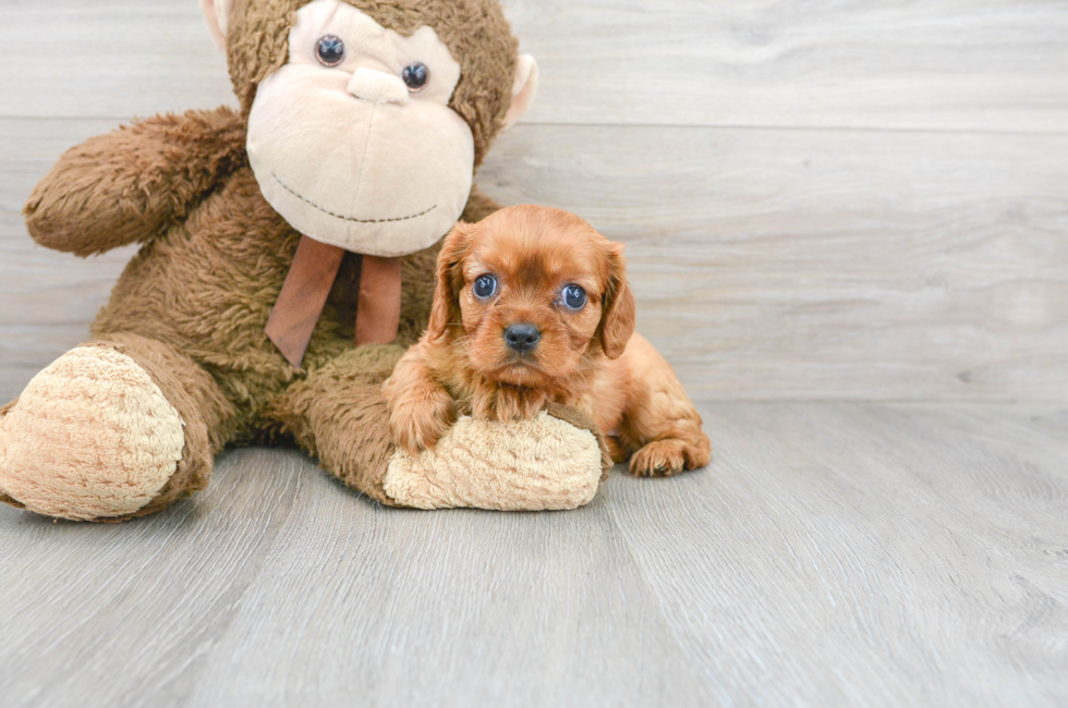 13 week old Cavalier King Charles Spaniel Puppy For Sale - Florida Fur Babies
