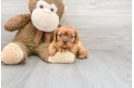 Meet Prudence - our Cavalier King Charles Spaniel Puppy Photo 1/2 - Florida Fur Babies
