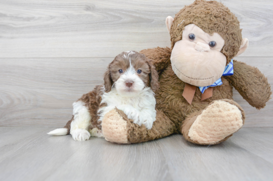 16 week old Cockapoo Puppy For Sale - Florida Fur Babies