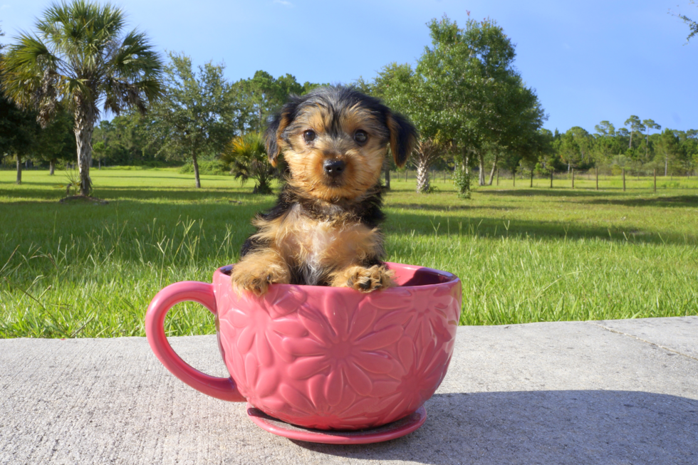 Meet Slate - our Yorkshire Terrier Puppy Photo 2/3 - Florida Fur Babies