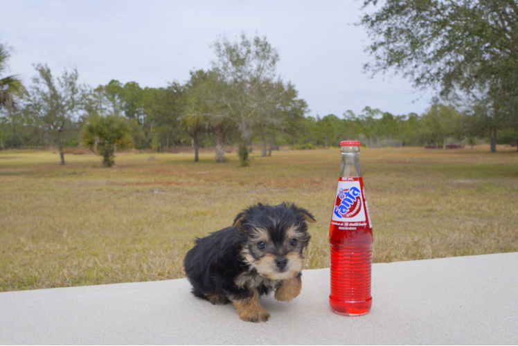 Meet Bravo - our Morkie Puppy Photo 3/4 - Florida Fur Babies