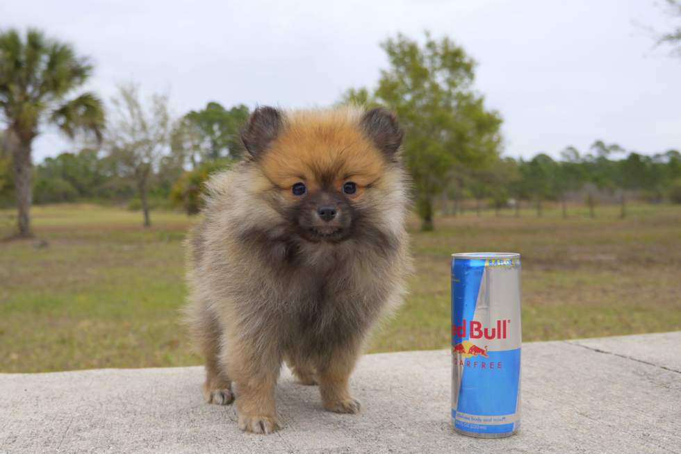 Meet Jax - our Pomeranian Puppy Photo 3/3 - Florida Fur Babies