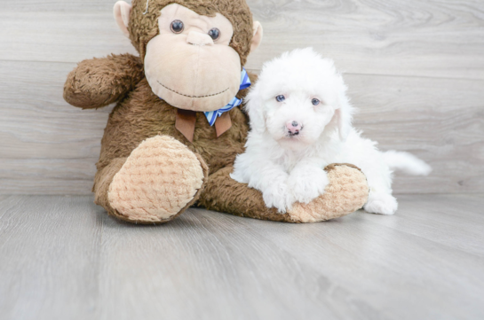 16 week old Mini Sheepadoodle Puppy For Sale - Florida Fur Babies