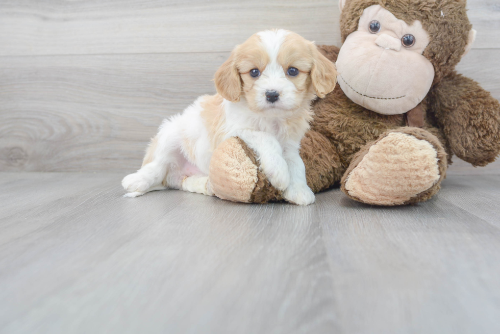 Meet April - our Cavachon Puppy Photo 2/3 - Florida Fur Babies