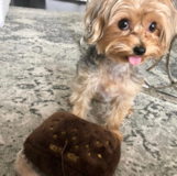 Cute Yorkshire Terrier Pup